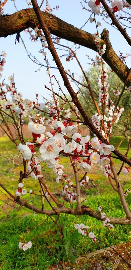 Outros Tempos - Turismo De Aldeia Otel Aricera Dış mekan fotoğraf